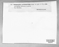Diploschistes actinostomus image